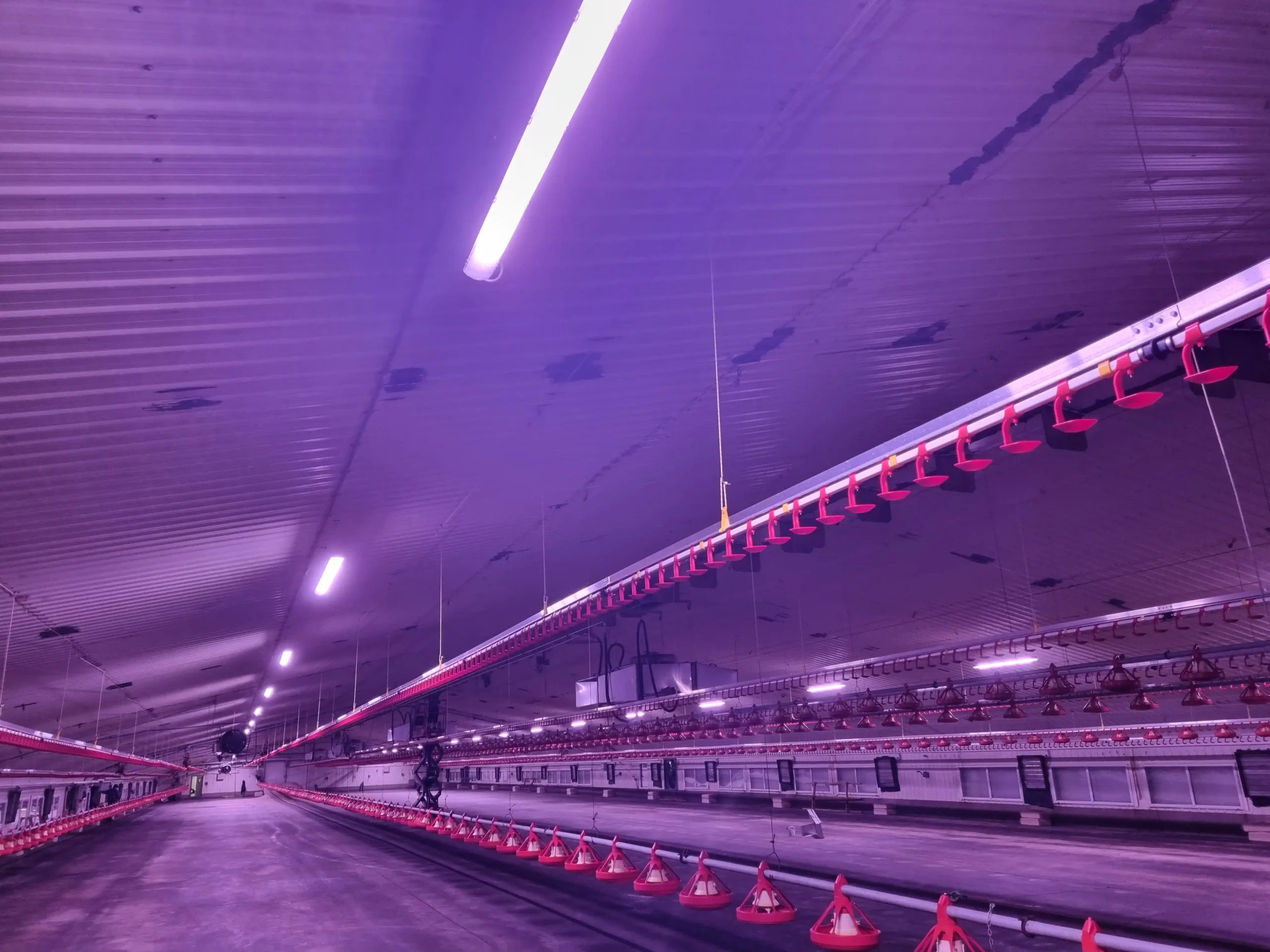 Poultry Lighting Solution