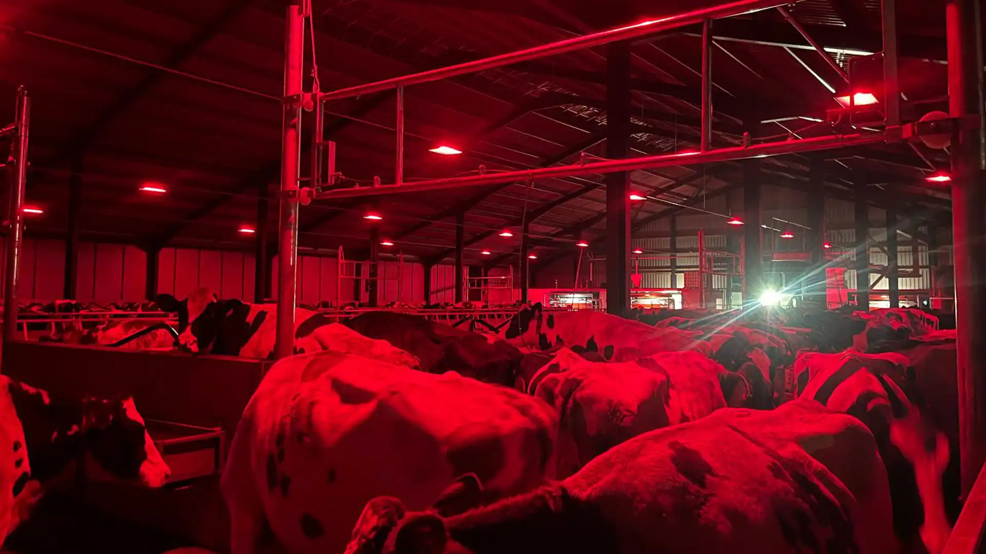 Cardew Hall Cattle Farm